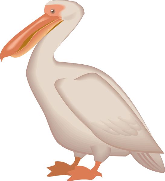Pelican PNG    图片编号:46569