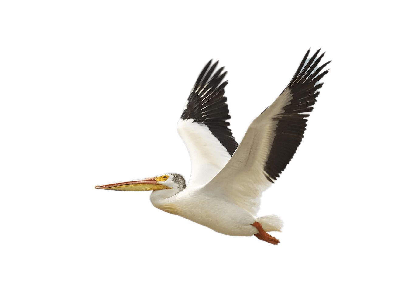 Pelican PNG    图片编号:46570