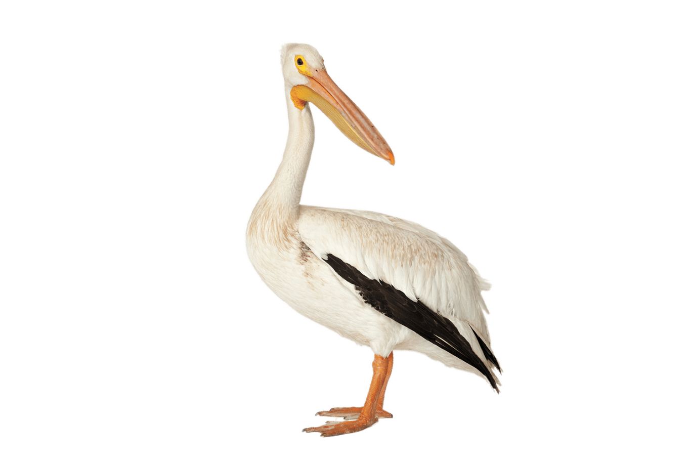 Pelican PNG    图片编号:46571