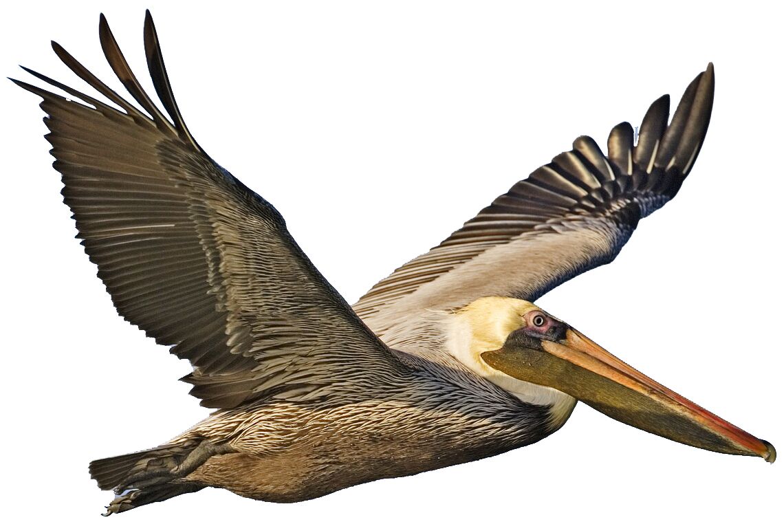 Pelican PNG    图片编号:46572