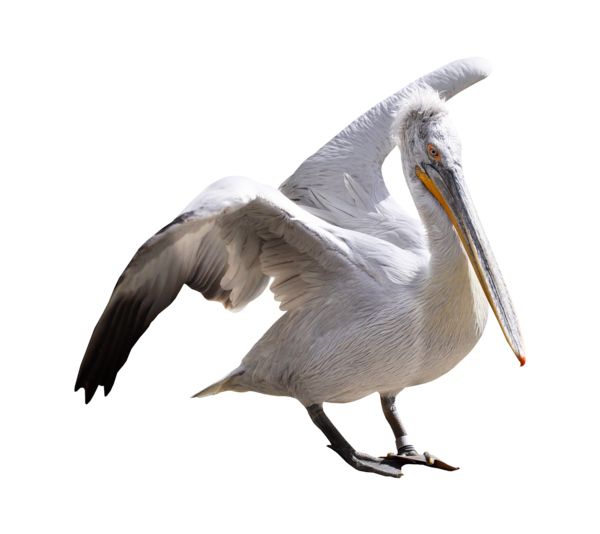 Pelican PNG    图片编号:46573
