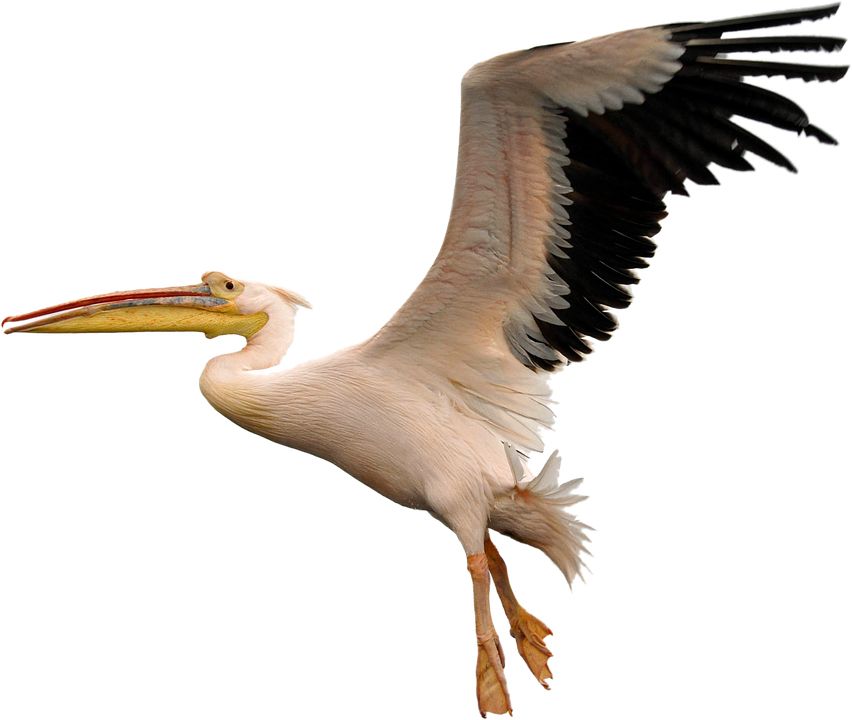 Pelican PNG    图片编号:46574