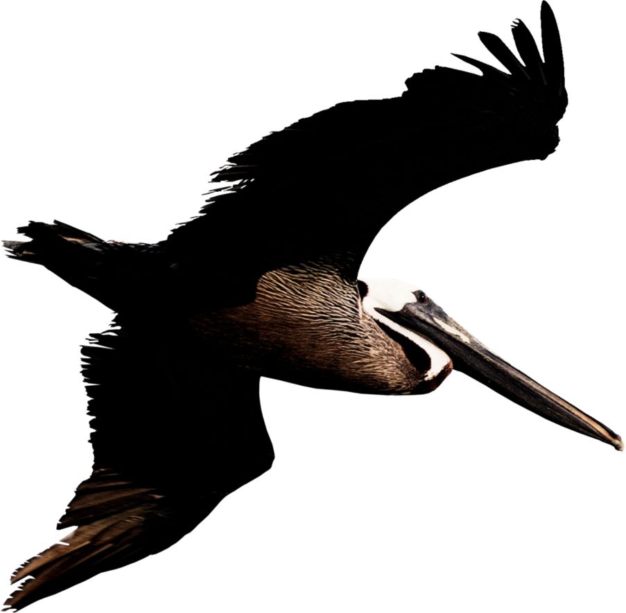 Pelican PNG    图片编号:46576
