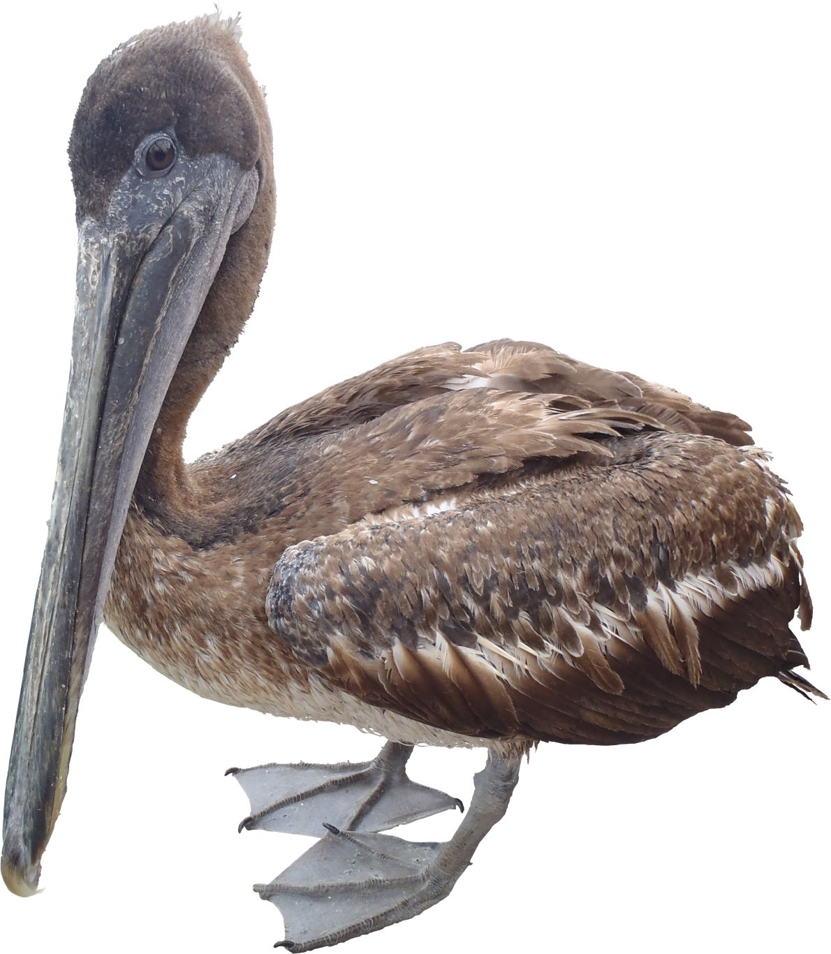 Pelican PNG    图片编号:46577