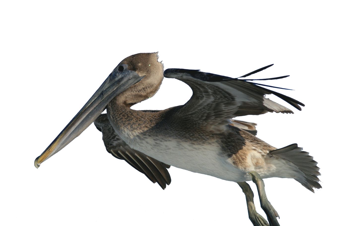 Pelican PNG    图片编号:46578
