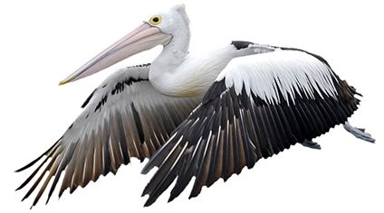 Pelican PNG    图片编号:46579