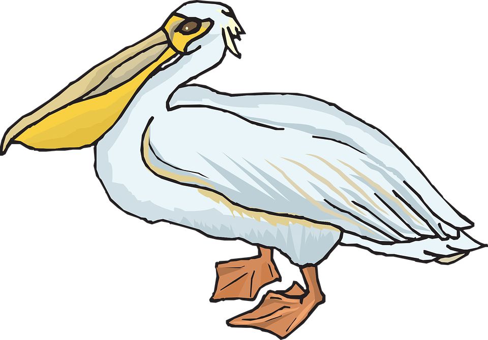 Pelican PNG    图片编号:46580