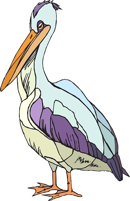 Pelican PNG    图片编号:46581