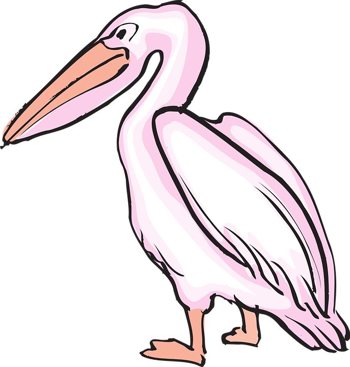Pelican PNG    图片编号:46582