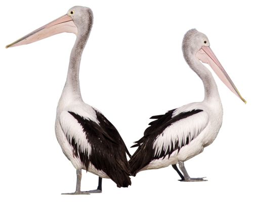 Pelican PNG    图片编号:46583