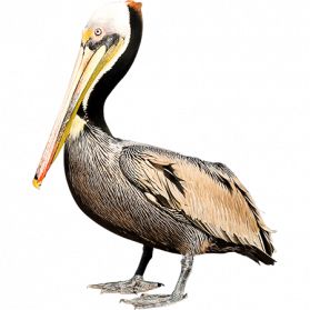 Pelican PNG    图片编号:46585