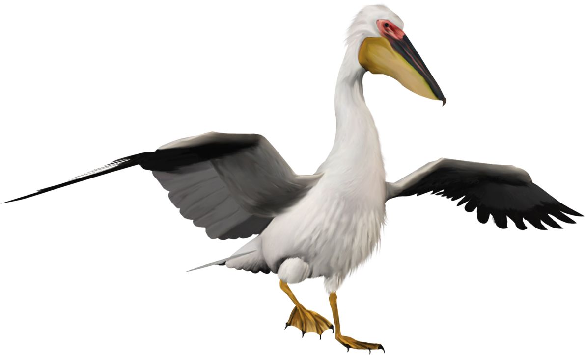 Pelican PNG    图片编号:46562