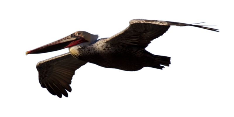 Pelican PNG    图片编号:46591