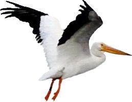 Pelican PNG    图片编号:46592