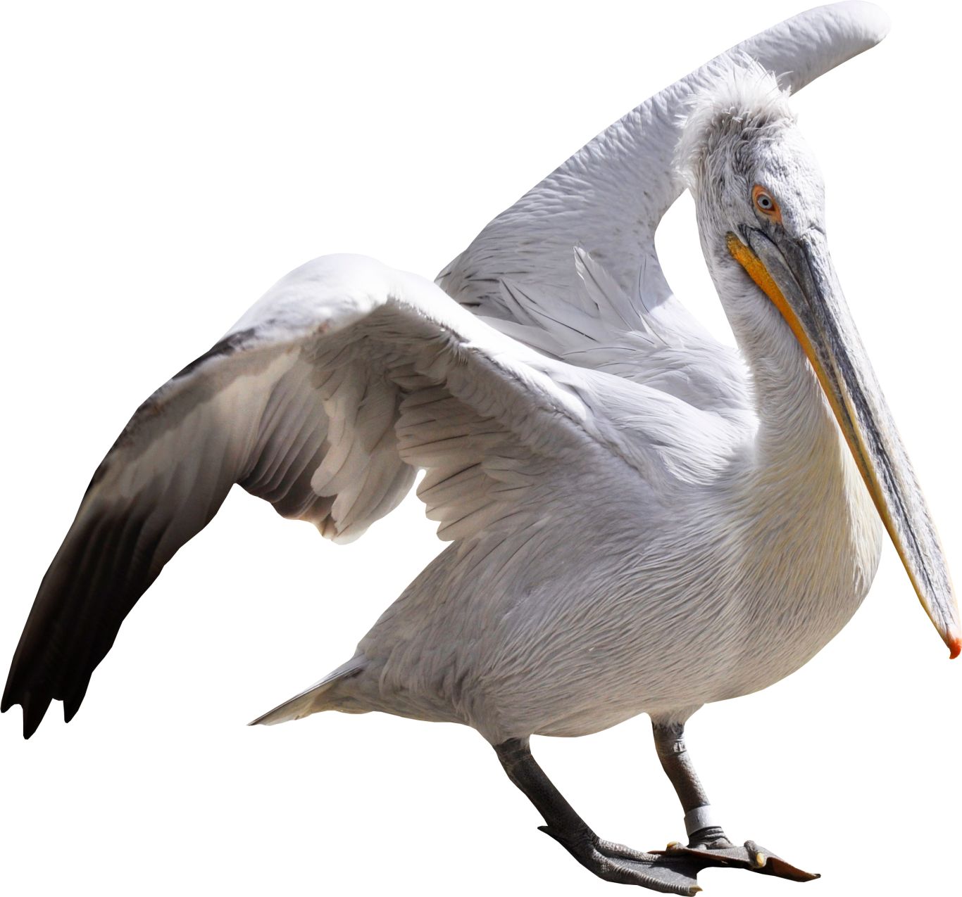 Pelican PNG    图片编号:46563
