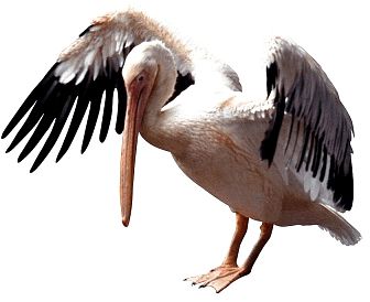 Pelican PNG    图片编号:46566