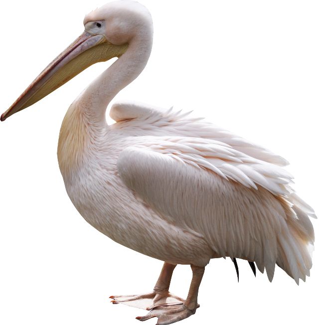 Pelican PNG    图片编号:46567