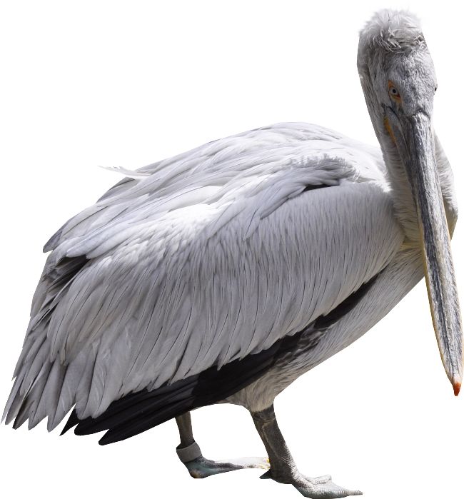Pelican PNG    图片编号:46568