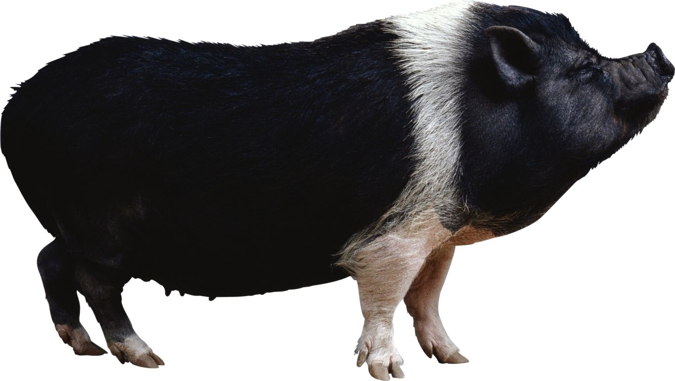 black pig PNG image    图片编号:2198