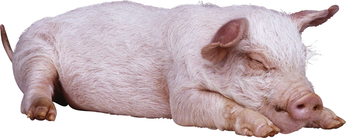 sleeping pig PNG image    图片编号:2200