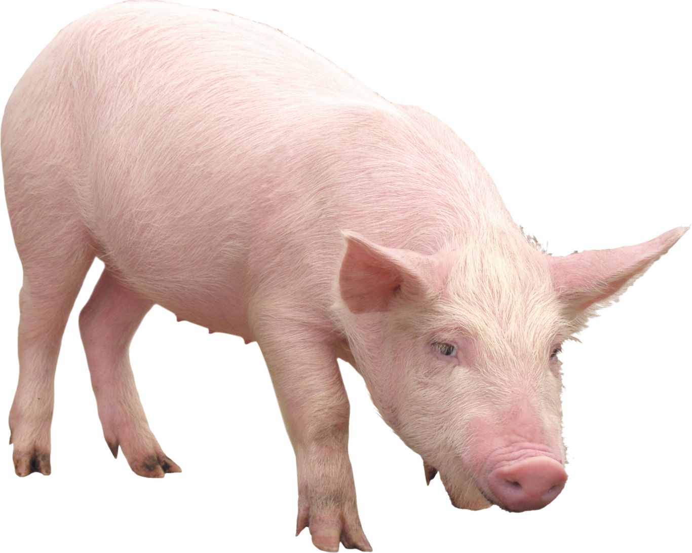 pink pig PNG image    图片编号:2203