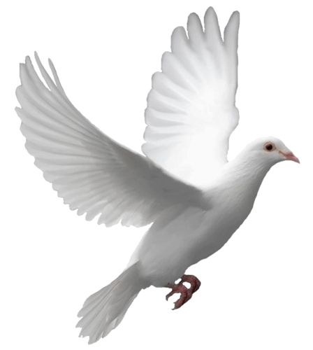 pigeon PNG image    图片编号:3404