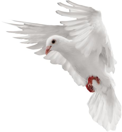 White flying pigeon PNG image    图片编号:3405