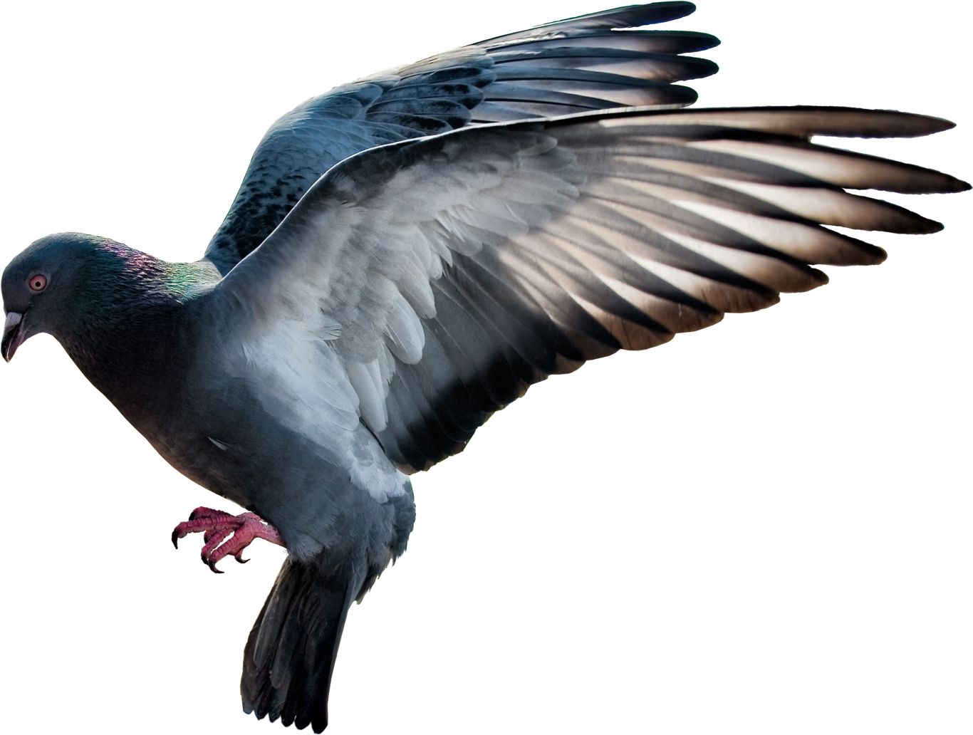 pigeon PNG image    图片编号:3407