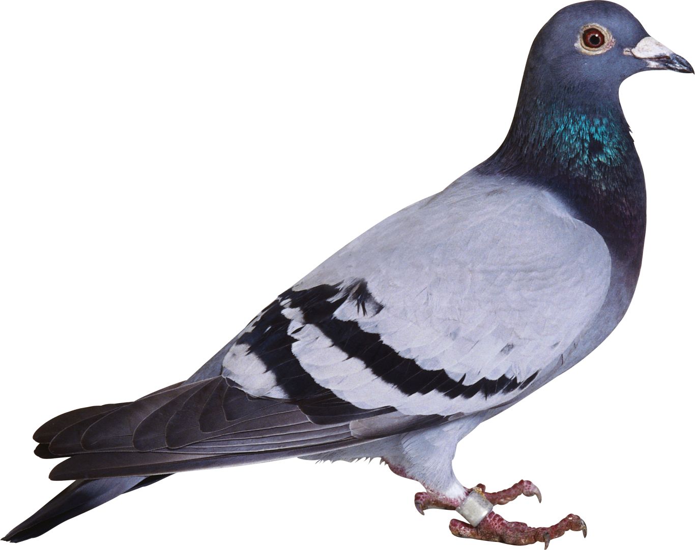 pigeon PNG image    图片编号:3408