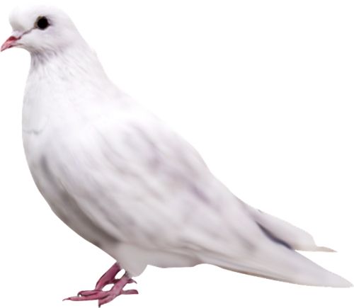 pigeon PNG image    图片编号:3409