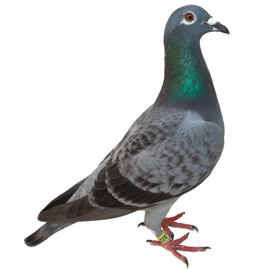 pigeon PNG image    图片编号:3410