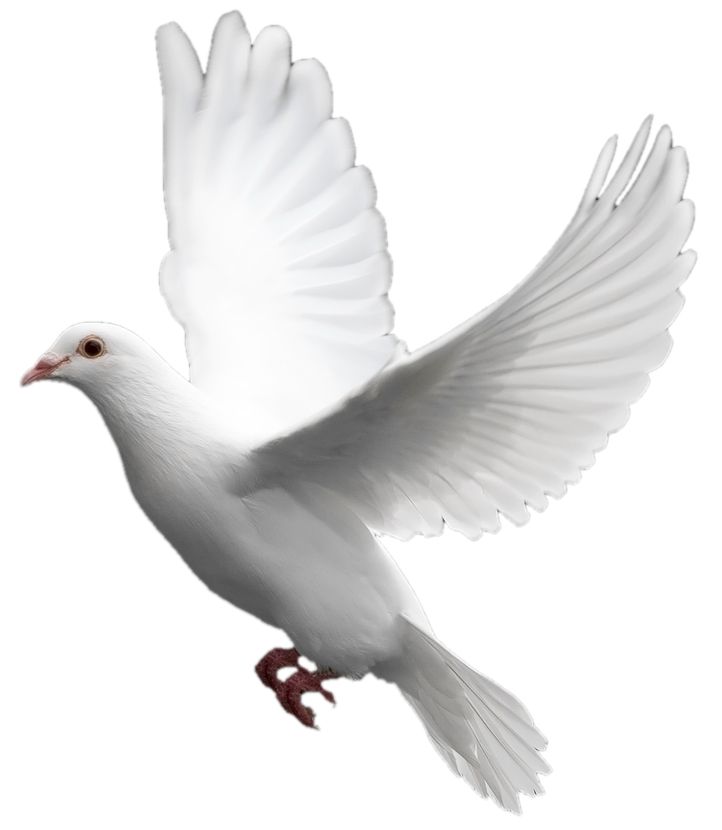 White flying pigeon PNG image    图片编号:3411