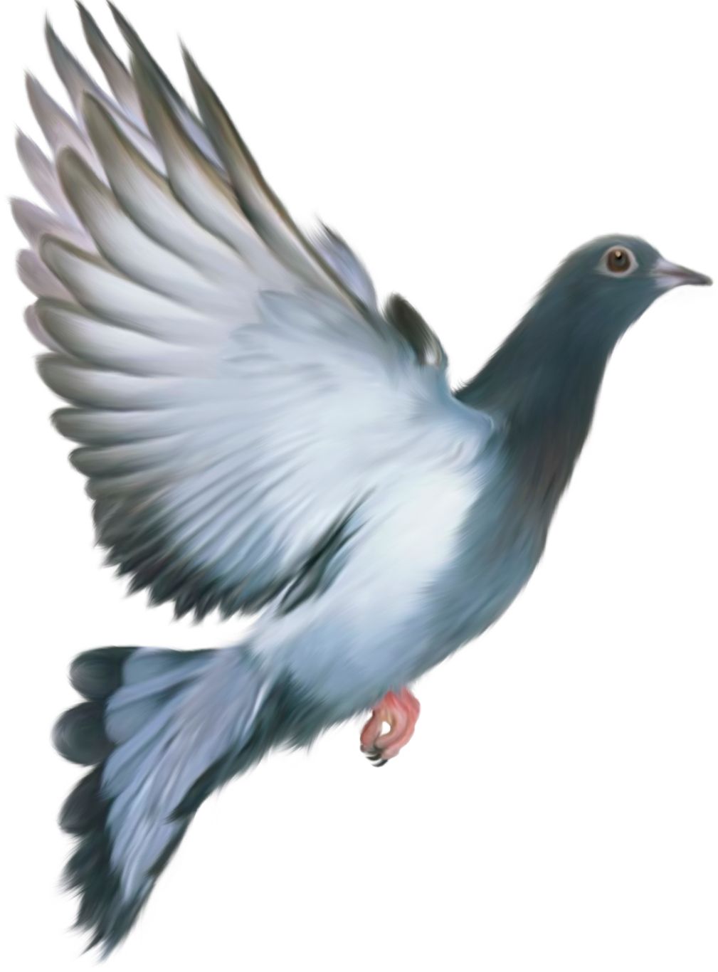 pigeon PNG image    图片编号:3412