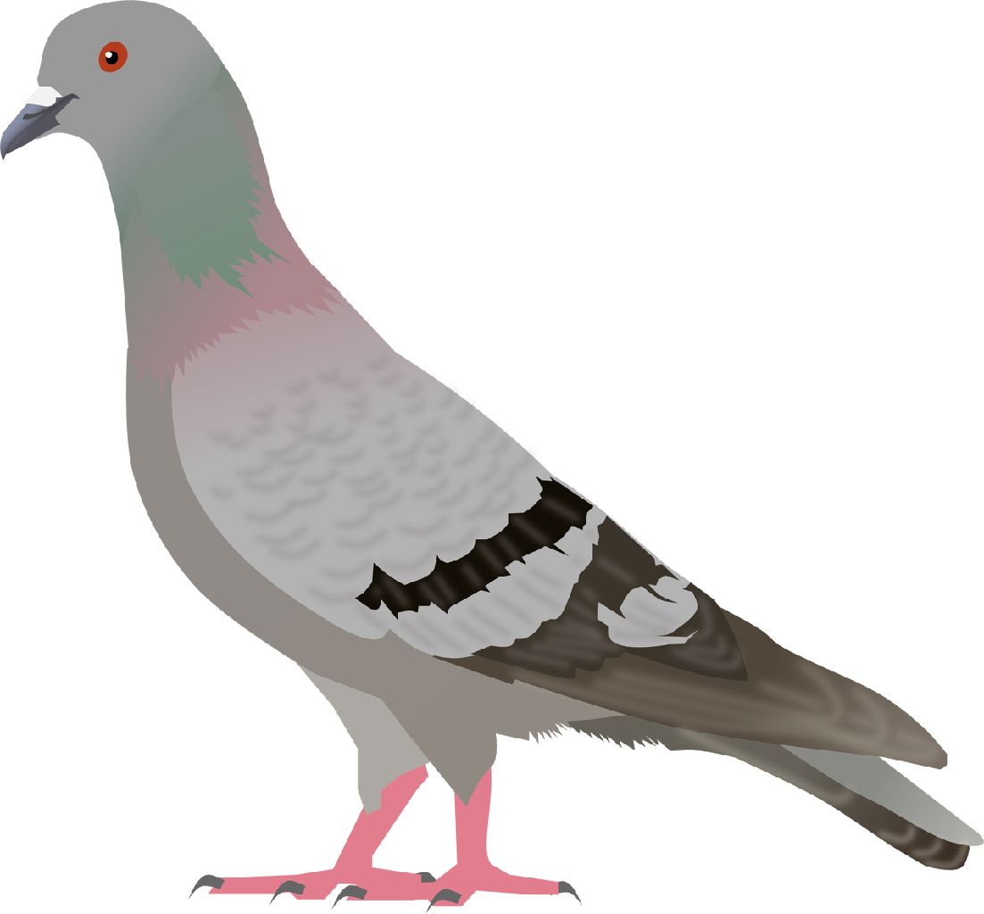 pigeon PNG image    图片编号:3413