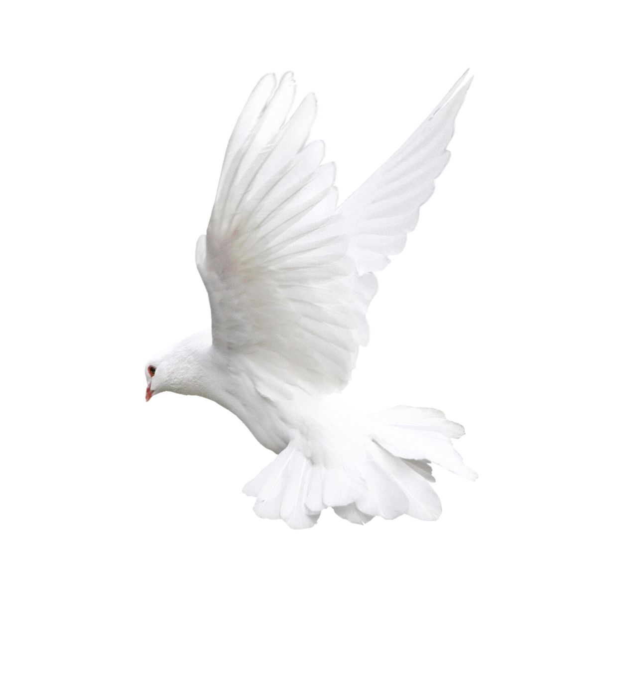 White flying pigeon PNG image    图片编号:3415