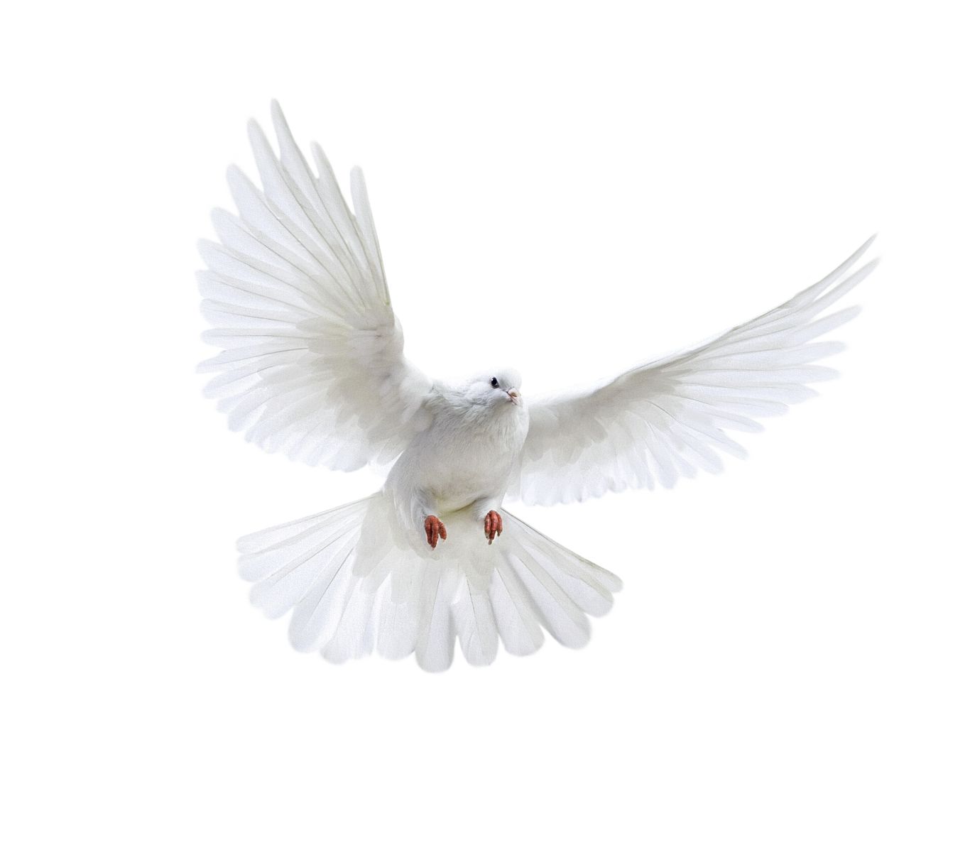White flying pigeon PNG image    图片编号:3416