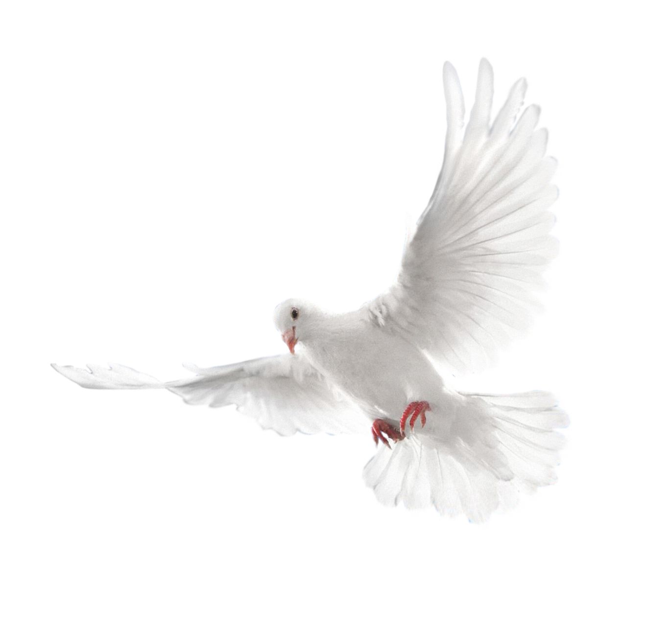 White flying pigeon PNG image    图片编号:3417