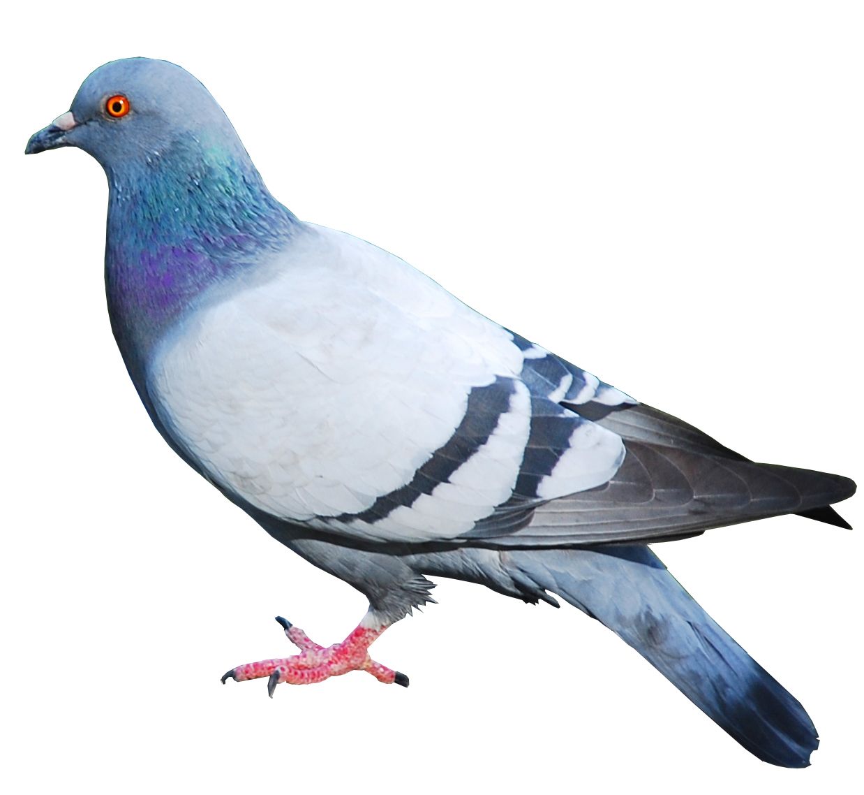 pigeon PNG image    图片编号:3419