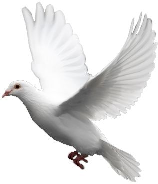 White flying pigeon PNG image    图片编号:3420
