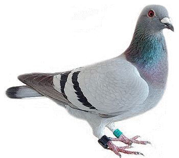 pigeon PNG image    图片编号:3423