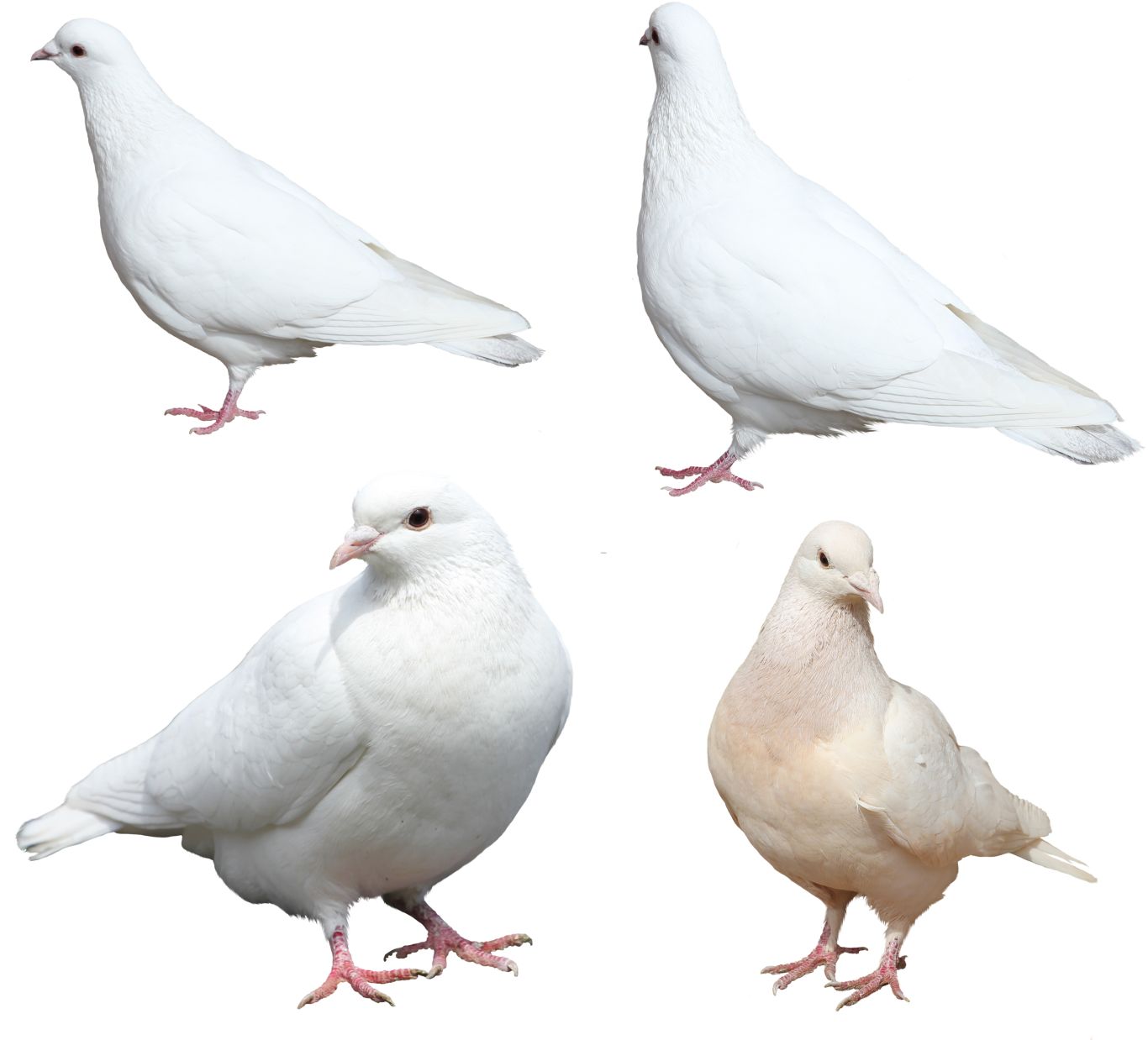 White pigeons PNG image    图片编号:3425