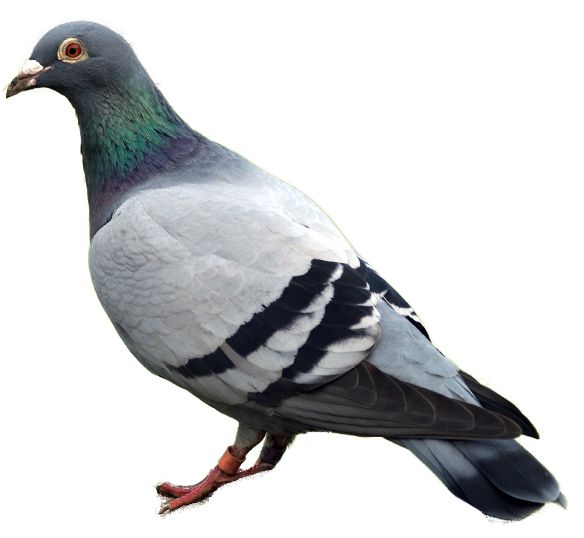 pigeon PNG image    图片编号:3426