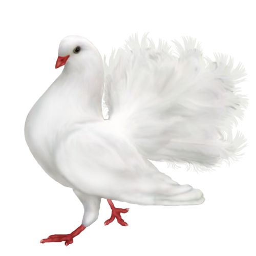 Pigeon PNG    图片编号:54567