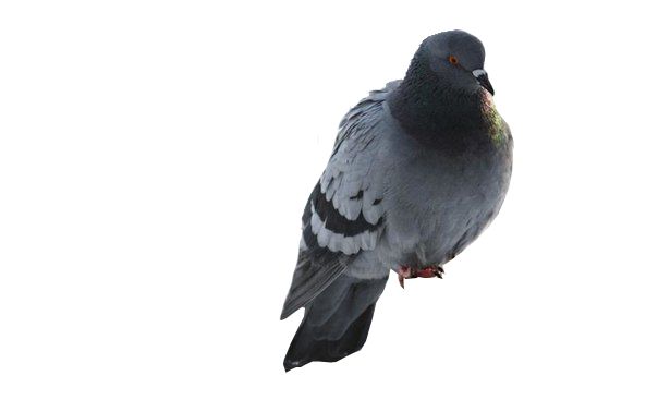 Pigeon PNG    图片编号:54574