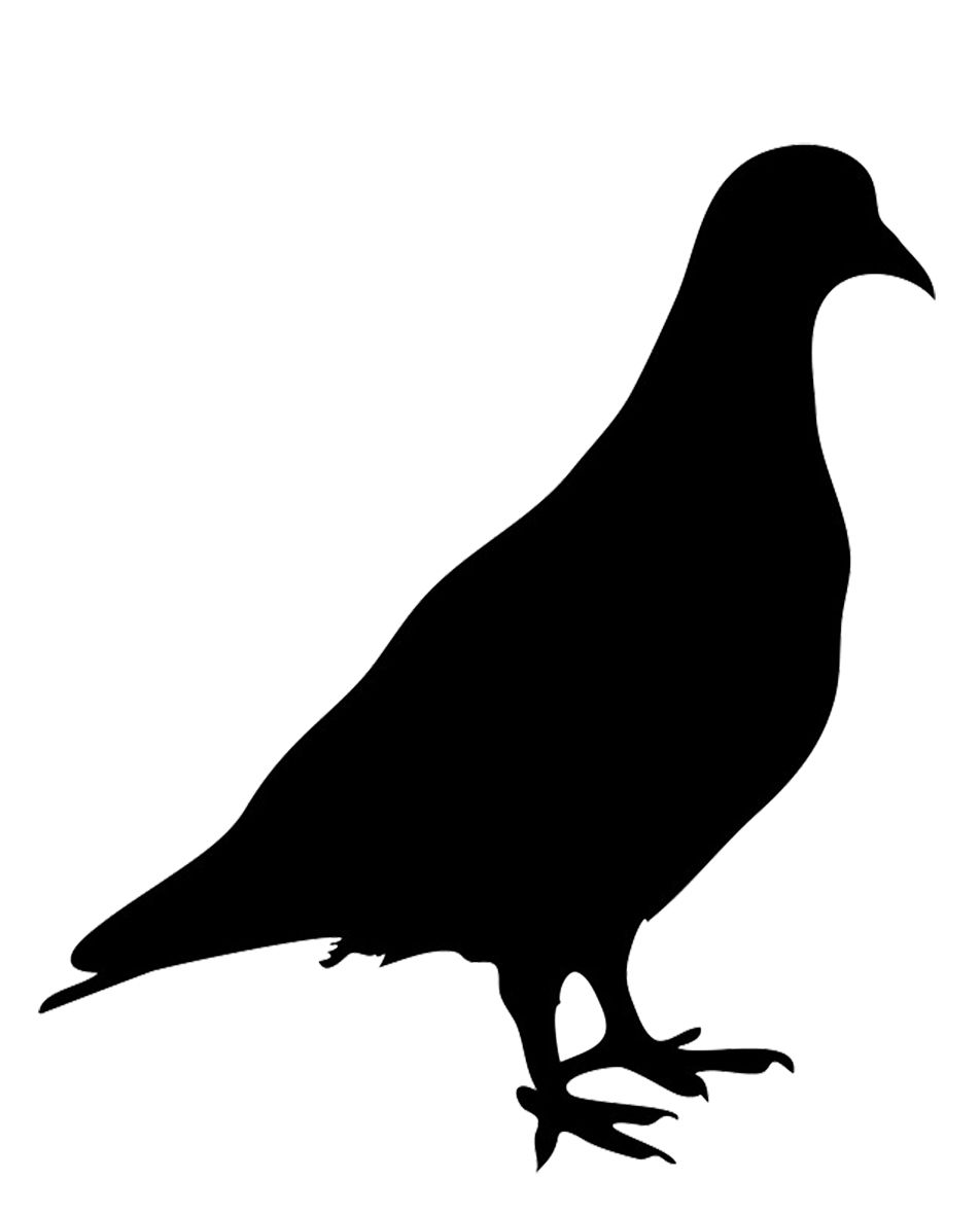 Pigeon PNG    图片编号:54577
