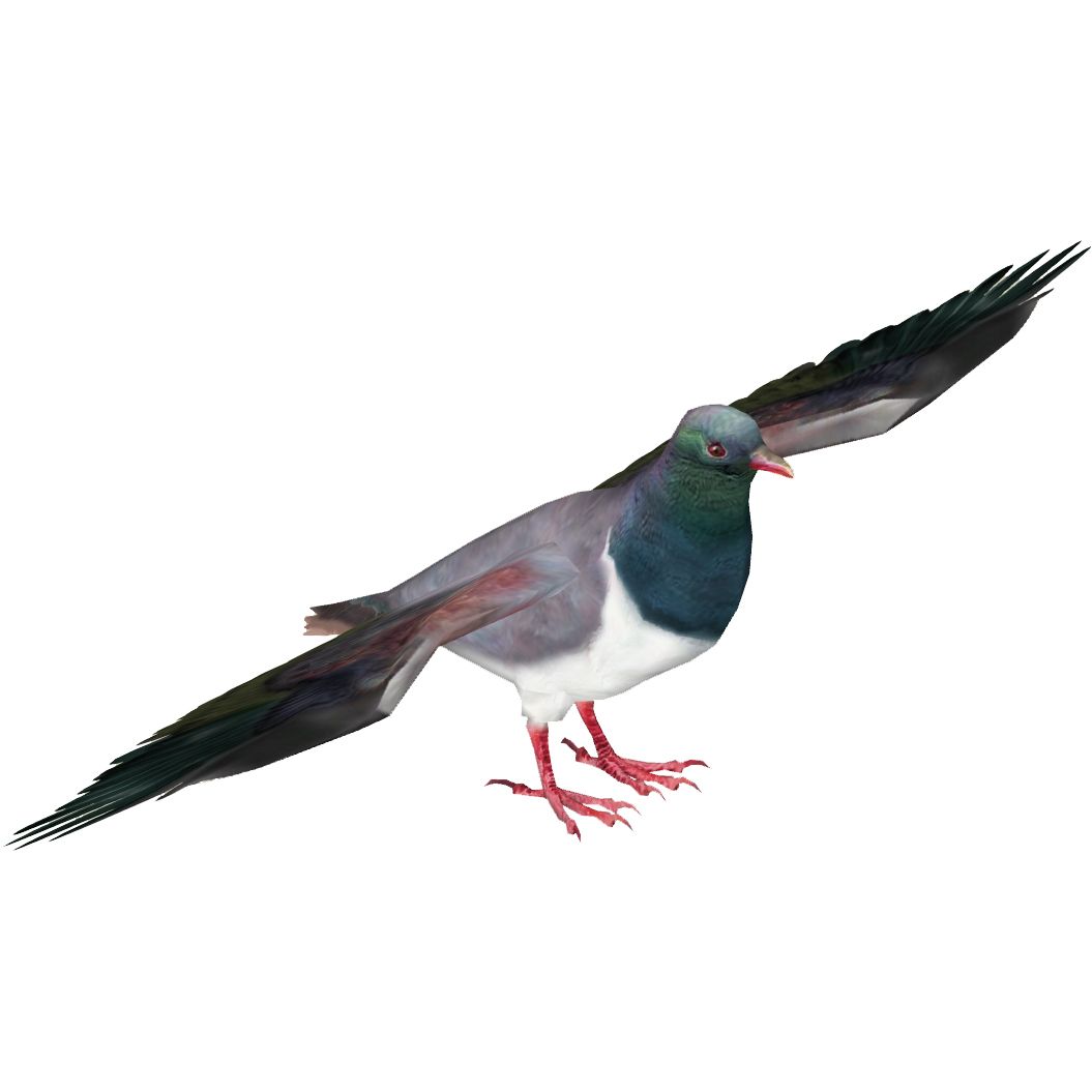 Pigeon PNG    图片编号:54583