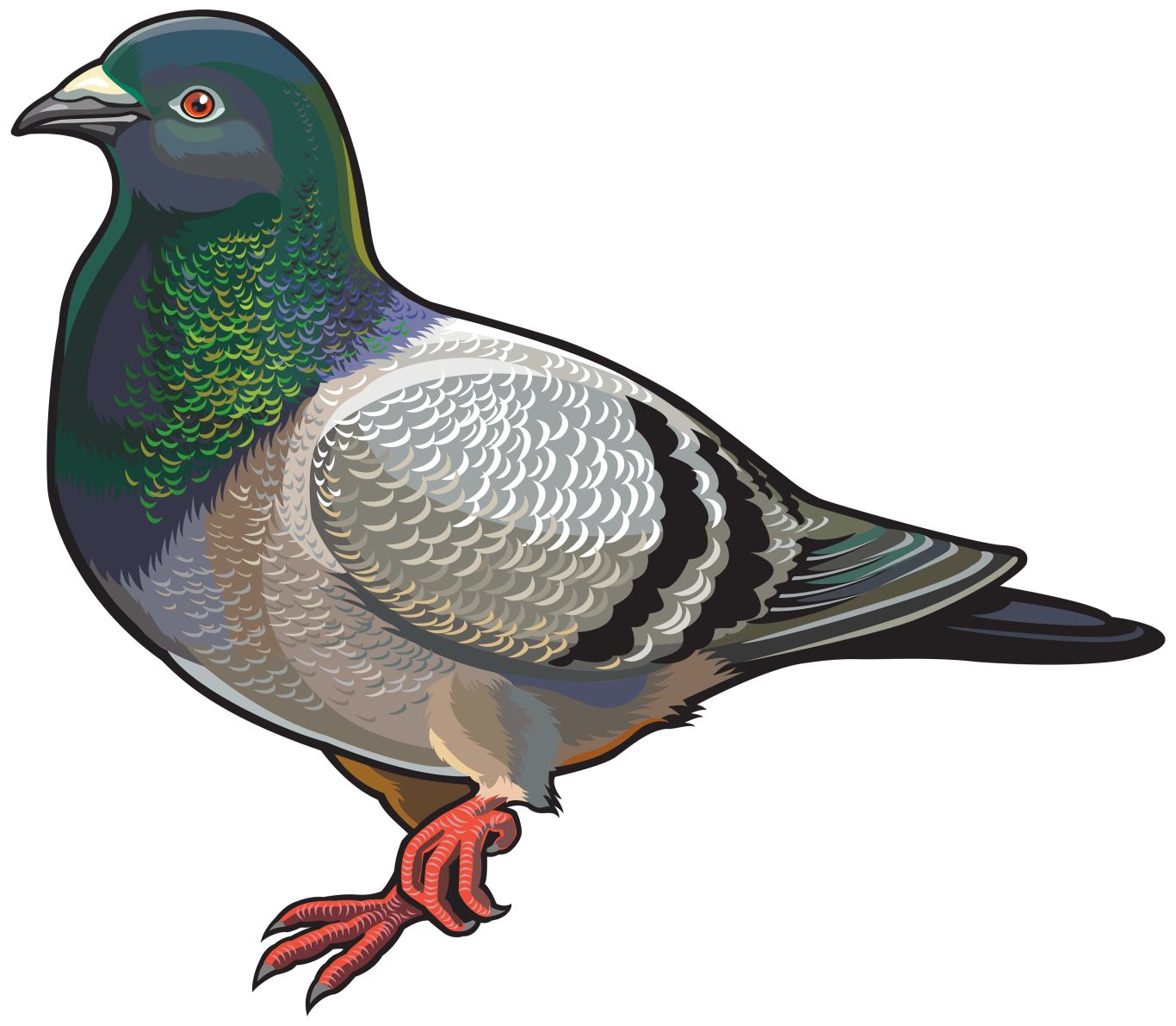 Pigeon PNG    图片编号:54587