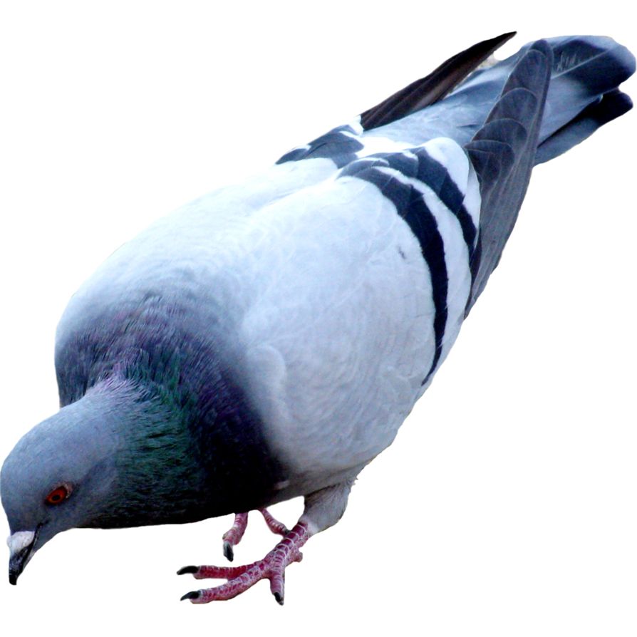 Pigeon PNG    图片编号:54588