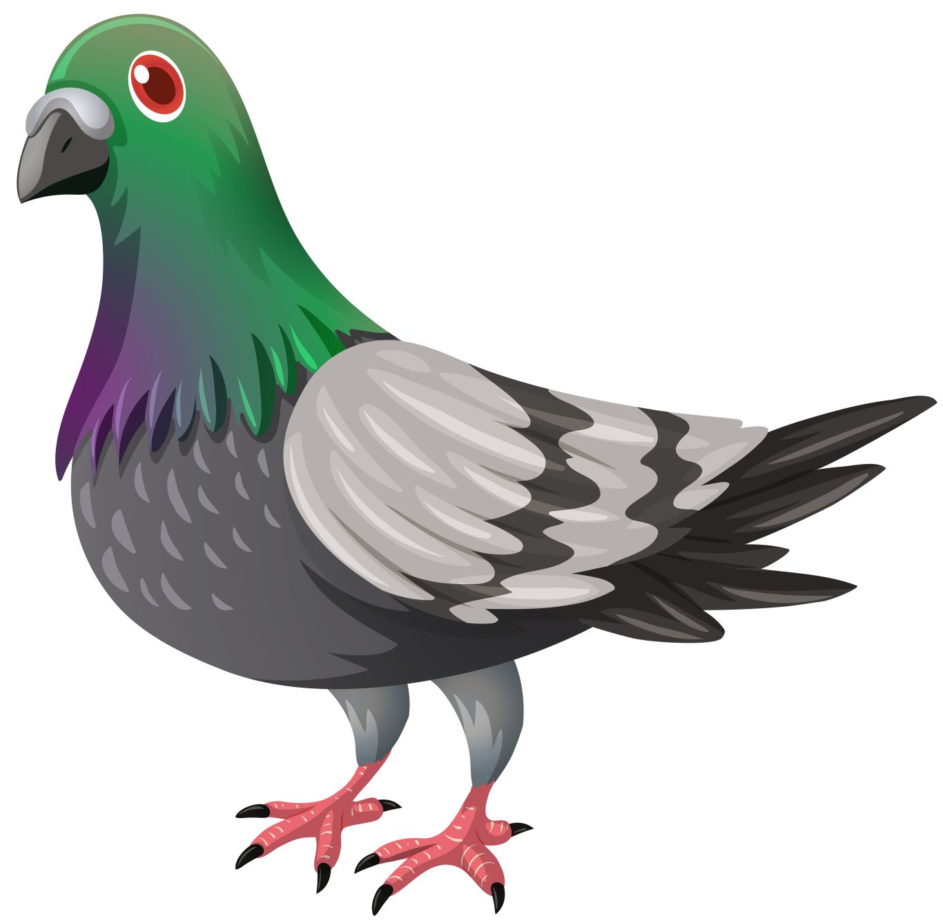 Pigeon PNG    图片编号:54589