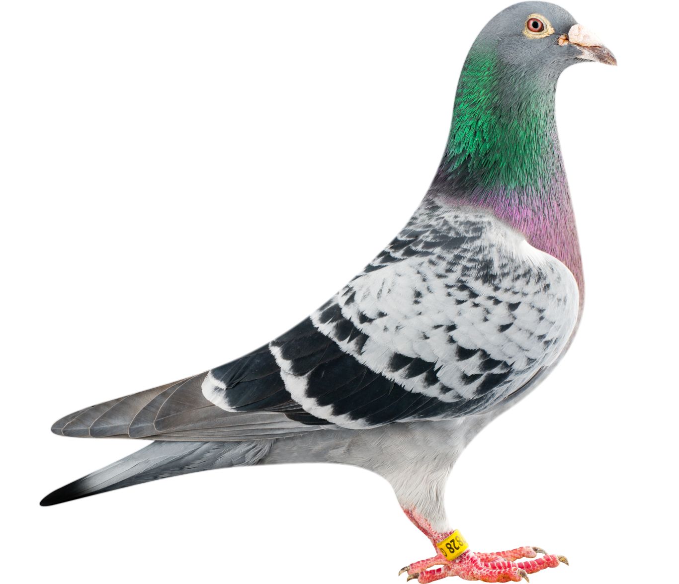 Pigeon PNG    图片编号:54590